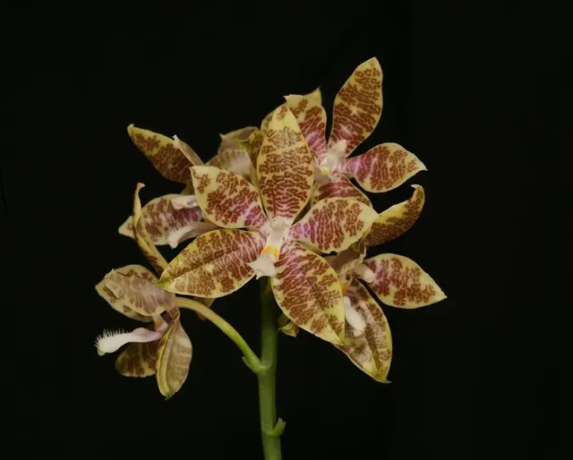 Phalaenopsis heiroglyphica (Phalaenopsis)