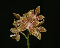 Phalaenopsis heiroglyphica