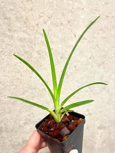 Cymbidium Hanalei alba x canaliculatum var. sparkesii (Cymbidium)