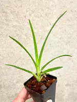Cymbidium Hanalei alba x canaliculatum var. sparkesii | SapphireChild Orchids