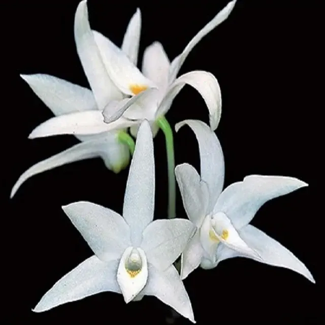 Dendrobium moniliforme fma alboviolaceum sp