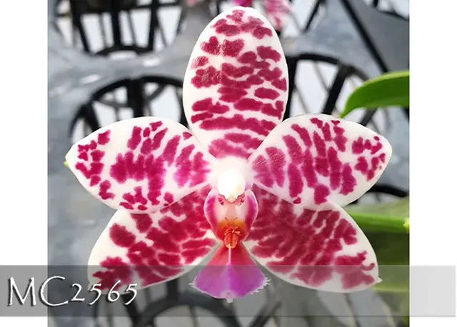 Phalaenopsis Natasha 'Auspice Note : Amazing Fragrance .'