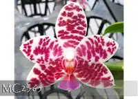 Phal Natasha 'Auspice Note : Amazing Fragrance .' (gigantea ' Irene Dobkin ' x Samba ' Rio' )