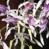 Den. rennelli species orchid — 3"pot (Not Currently In Bloom or Spike)