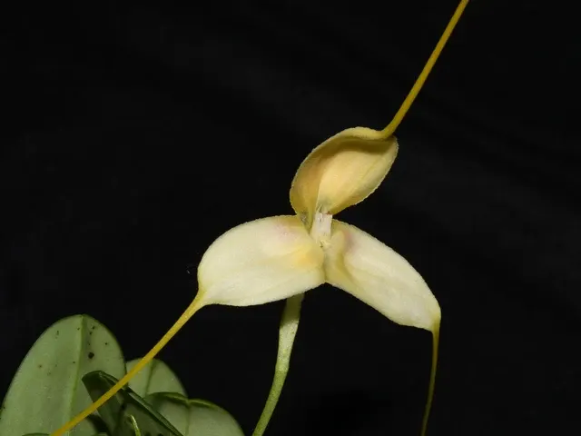 Masdevallia immensa (Masdevallia)