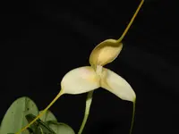 Masdevallia immensa