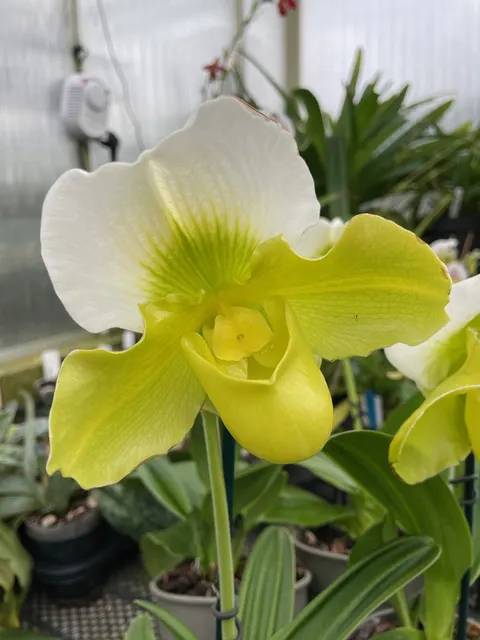 Paphiopedilum Yellow/Green Complex – In Flower (Paphiopedilum)