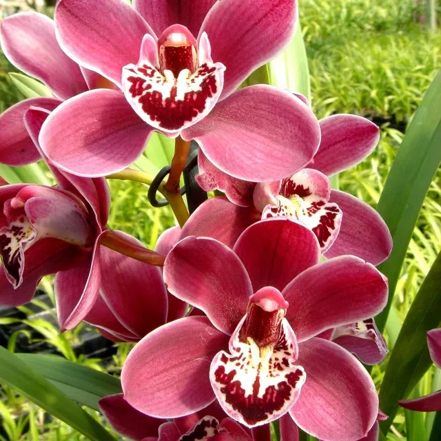 Cymbidium Red Promise 'Nicole'