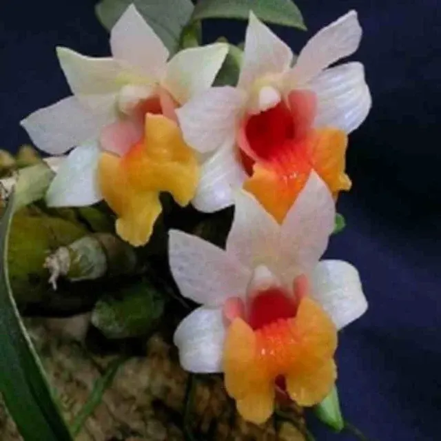 Dendrobium bellatulum sp (Dendrobium)