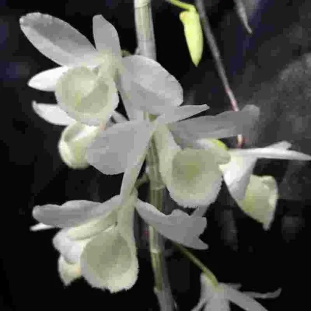 Dendrobium aphyllum var alba (Dendrobium)