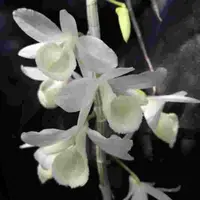 Dendrobium aphyllum var. alba