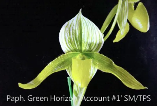 Paphiopedilum Green Horizon 'Account #1' (Paphiopedilum)