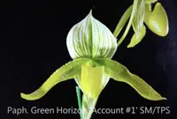 Paph. Green Horizon 'Account #1' SM/TPS (Makuli x philippinense album)
