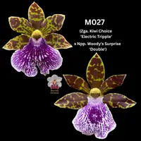100mm Zygopetalum Orchid M027 (Zga. Kiwi Choice 'Electric Triple' x Npp. Woody's Surprise 'Double')