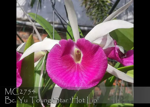 Brassocattleya Yu Toung Star 'Hot Lip' (Brassocattleya)