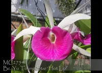 Bc Yu Toung Star 'Hot Lip , Note : handsome plant ' (Tetradip ' Junko' PC/JOS x Morning Glory)