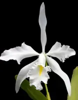 Cattleya maxima