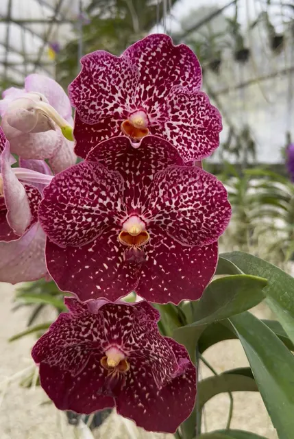 Vanda Jennifer Banks 'Garnet' (Vanda)