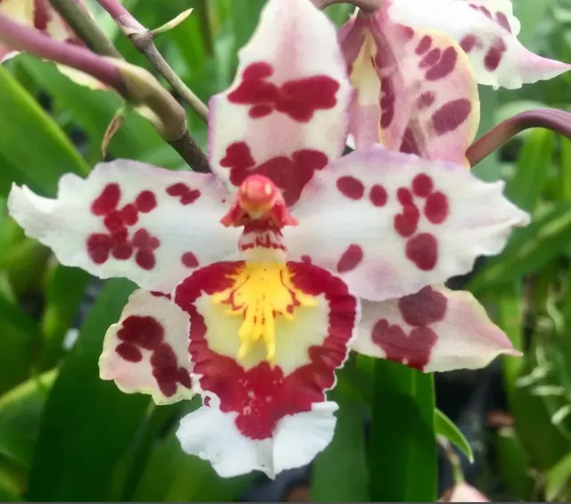 Wilsonara Habibi 'Pacific Pleasure'