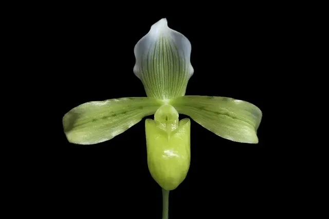Paphiopedilum tonsum 'Seto' (Paphiopedilum)