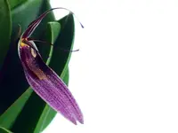 Restrepia lansbergii