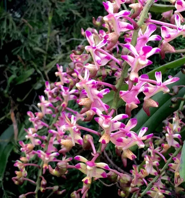 Aerides Inflexa SPECIES FLASK