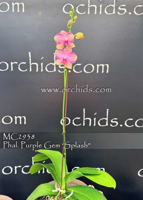 Phalaenopsis Purple Gem 'Splash' (Phalaenopsis)