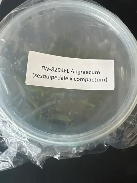 Angraecum sesquipedale x compactum (Angraecum)