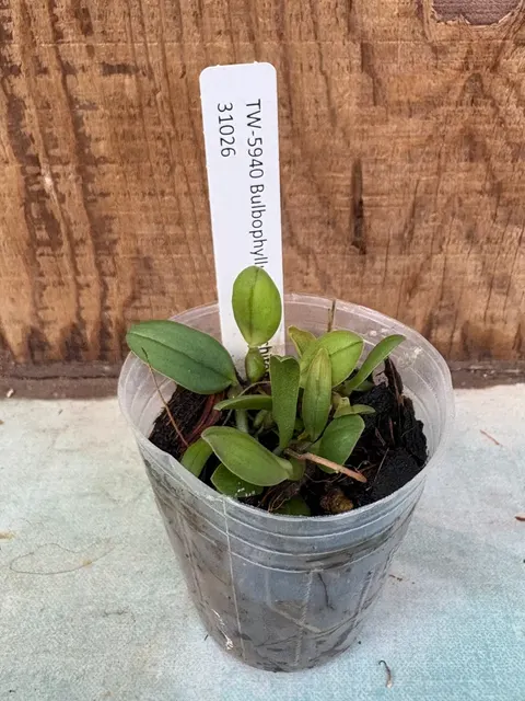 Bulbophyllum scotinochiton (Bulbophyllum)