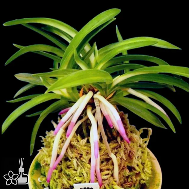 Neofinetia falcata 'Homeiden' (Neofinetia)