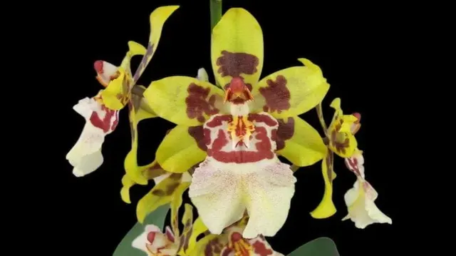Colmanara Cheeta 'Gold'