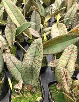 Psychopsis Mendenhall 'Hildos' FCC/AOS 4" meristem