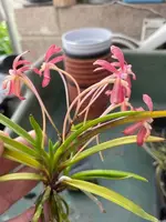 Neofinetia falcata ‘Kobai’