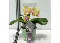 Phal. Patti Lee ', Note: Sweet Fragrance ' (Nobby's Green Eagle ' Montclair ' AM/AOS x Chang Maw Jade )