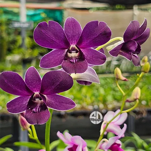 Dendrobium Trudy Brandt x Blue Angel '319' (Dendrobium)