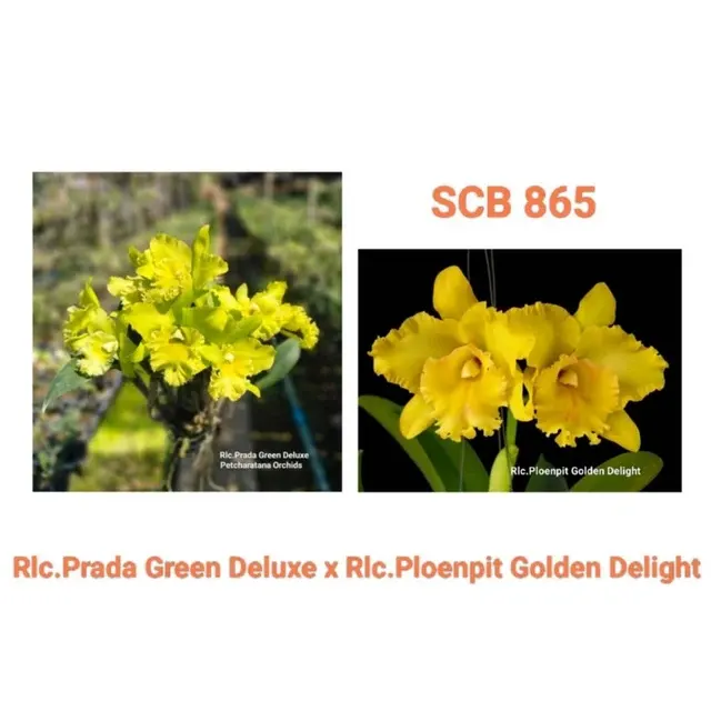 Rhyncholaeliocattleya Prada Green Deluxe x Ploenpit Golden Delight (Rhyncholaeliocattleya)