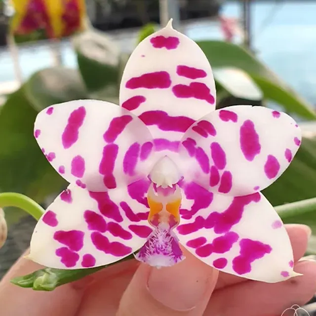 Phalaenopsis KS Super Zebra *flori Parfumate '183'