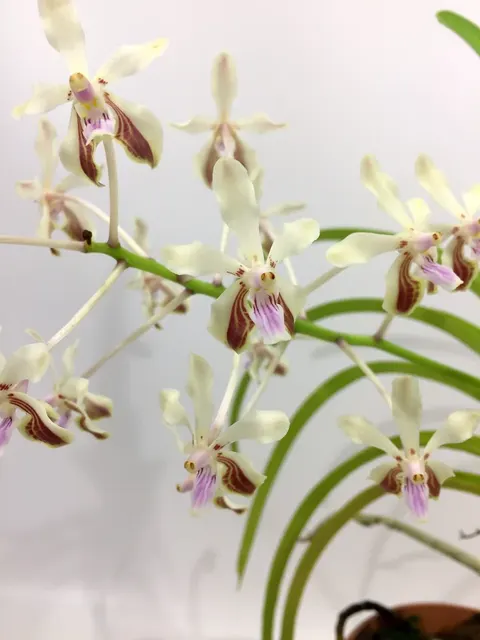 Vanda lamellata var boxallii x V lamellata (Vanda)