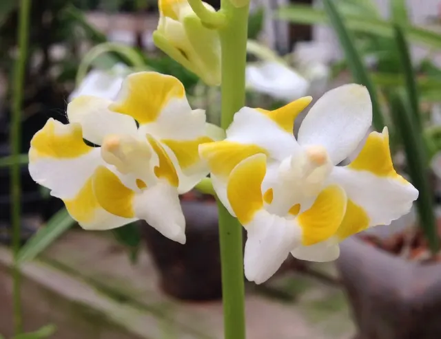 Phalaenopsis Doritis champorensis × sib