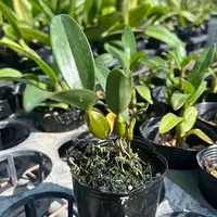 Dendrobium griffithianum 'Yellow Yuan' 3.0" Fragrant