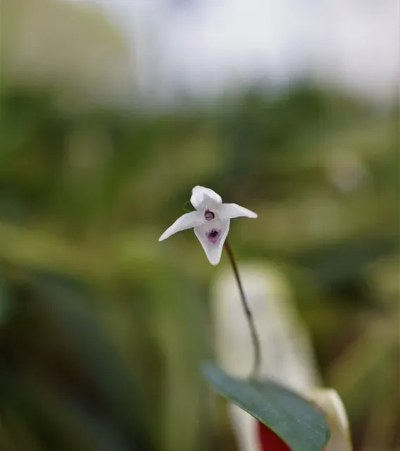 Pleurothallis eumecocaulon (Pleurothallis)