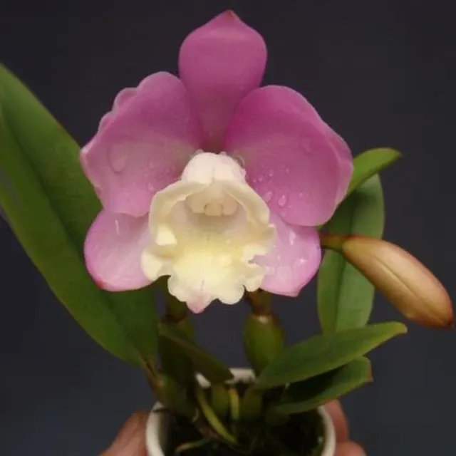 Cattlianthe Chian-Tzy Angel Land