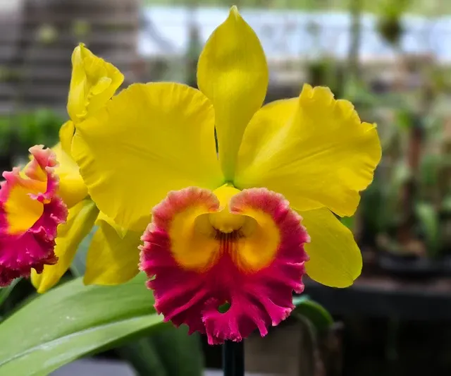 Rhyncholaeliocattleya Thongsuphan 'Brielle' (Rhyncholaeliocattleya)