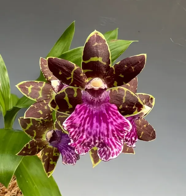 Zygopetalum Advance Australia