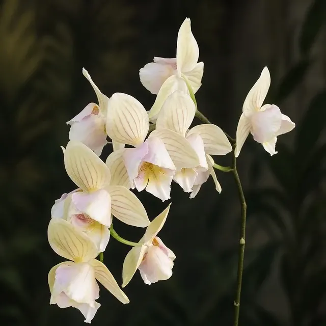Phalaenopsis Younghome Green Dancer '366' (Phalaenopsis)