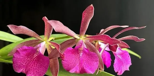 Cattleya Crimson Star (Cattleya)