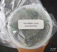 FLASK Luisia brachystachys