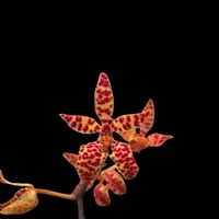 Renanthera monachica