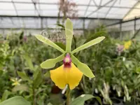 Epicattleya Rene Marques ‘Flame Thrower’ HCC/AOS (3 1/2″pot)