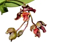 Trichocentrum Pepe Portilla